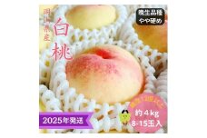 【2025年先行受付】 白桃 特秀 ロイヤル 大玉 晩生品種 約4kg(8～15玉) 岡山県産 桃 もも モモ 御中元 ギフト 御礼 プレゼント 御礼 御祝 御供 果物 くだもの フルーツ [№5735-3333]