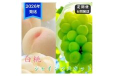 【2026年先行受付】 白桃 シャインマスカット 晴王 6回 定期便 桃 ぶどう 岡山県産 御中元 ギフト 御礼 プレゼント 御礼 御祝 御供 果物 くだもの フルーツ もも モモ 葡萄 ブドウ [№5735-3336]