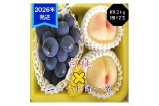 【2026年先行受付】 白桃 ニューピオーネ 約1.2kg セット 桃 2玉 ぶどう 1房 岡山県産  御中元 ギフト 御礼 プレゼント 御礼 御祝 御供 果物 くだもの フルーツ もも モモ 葡萄 ブドウ [№5735-3351]