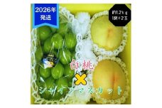 【2026年先行受付】 白桃 シャインマスカット 晴王 約1.2kg セット 桃 2玉 ぶどう 1房 岡山県産  御中元 ギフト 御礼 プレゼント 御礼 御祝 御供 果物 くだもの フルーツ もも モモ 葡萄 ブドウ [№5735-3352]