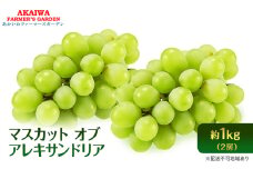 ぶどう 2025年 先行予約 マスカット オブ アレキサンドリア 2房 (約1.0kg) 葡萄 岡山県 赤磐市産 フルーツ 果物
