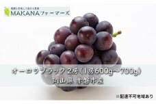 ぶどう 2025年 先行予約 オーロラ ブラック 2房（1房600g～700g） 大粒 種無し ブドウ 葡萄  岡山県 赤磐市産  国産 フルーツ 果物 ギフト MAKANAファーマーズ