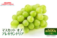 ぶどう 2025年 先行予約 マスカット オブ アレキサンドリア 約500g 1房 葡萄 フルーツ 果物 岡山 赤磐市産