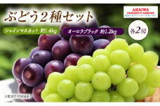 ぶどう 2025年 先行予約 シャインマスカット 約1.4kg 2房 オーロラブラック 約1.2kg 2房 葡萄 岡山県 赤磐市産 フルーツ 果物