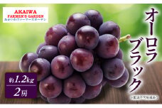 ぶどう 2025年 先行予約 オーロラブラック 約1.2kg 2房 葡萄 岡山県 赤磐市産 フルーツ 果物 あかいわファーマーズガーデン