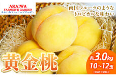 桃 2025年 先行予約 黄金桃 約3.0kg 10～12玉 もも 岡山県 赤磐市産 フルーツ 果物 あかいわファーマーズガーデン