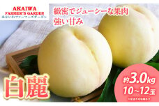 桃 2025年 先行予約 白桃 白麗 約3.0kg 10～12玉 もも 岡山県 赤磐市産 フルーツ 果物 あかいわファーマーズガーデン