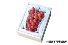 ぶどう 早期受付 紫苑 （しえん）1房（500g以上） ブドウ 葡萄  岡山県産 国産 フルーツ 果物 ギフト 桃茂実苑
