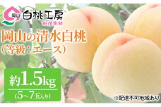 桃 2025年 先行予約 清水 白桃 等級 エース 約1.5kg 5～7玉入りもも モモ 岡山 国産 フルーツ 果物 ギフト 桃茂実苑 