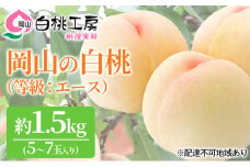 桃 2025年 先行予約 白桃 等級 エース 約1.5kg 5～7玉入り もも モモ 岡山 国産 フルーツ 果物 桃茂実苑 