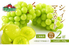 ぶどう 2025年 先行予約 ご家庭用 シャイン マスカット 2房 1房600g～700g 10月発送分 ブドウ 葡萄 フルーツ 果物 岡山 赤磐市産 農マル園芸 あかいわ農園
