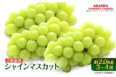 ぶどう 2025年 先行予約 ご家庭用 シャインマスカット 約2.0kg 3～4房 葡萄 フルーツ 果物 岡山 赤磐市産 あかいわファーマーズガーデン 