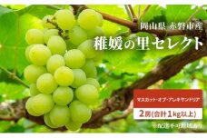 ぶどう 2025年 先行予約 稚媛の里 マスカット・オブ・アレキサンドリア 2房 合計1kg以上 ブドウ 葡萄 岡山県 赤磐市産 フルーツ 果物 ギフト