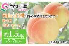 固めの 桃 2025年 先行予約 白桃 晩生種 等級 エース 約1.5kg  5～7玉 もも モモ 岡山 国産 フルーツ 果物 桃茂実苑 