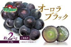 ぶどう 2025年 先行予約 オーロラブラック 約2kg 4～5房 ご家庭用 ブドウ 葡萄 フルーツ 果物 岡山 赤磐市産 農マル園芸 あかいわ農園
