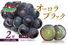 ぶどう 2025年 先行予約 オーロラブラック 2房 1房 500g～600g ご家庭用 ブドウ 葡萄 フルーツ 果物 岡山 赤磐市産 農マル園芸 あかいわ農園