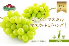 ぶどう 2025年 先行予約 シャイン マスカット 1房 マスカット ジパング 1房 各約700g 詰合せ 贈答箱 ブドウ 葡萄 フルーツ 果物 岡山 赤磐市産 農マル園芸 あかいわ農園