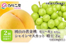 桃 ぶどう 2025年 先行予約 黄金桃 2kg シャインマスカット 晴王 2房 1房550g以上 2回に分けてお届け！もも 葡萄 定期便 岡山 国産 フルーツ 果物 ギフト 桃茂実苑 