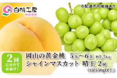 桃 ぶどう 2025年 先行予約 黄金桃 1.5kg シャインマスカット 晴王 2房 1房550g以上 2回に分けてお届け！もも 葡萄 定期便 岡山 国産 フルーツ 果物 ギフト 桃茂実苑 