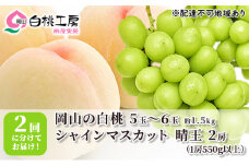 桃 ぶどう 2025年 先行予約 白桃 1.5kg シャインマスカット 晴王 2房 1房550g以上 2回に分けてお届け！ もも 葡萄 定期便 岡山 国産 フルーツ 果物 ギフト 桃茂実苑 