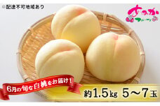 桃 2025年 先行予約 6月の旬な 白桃 をお届け！約1.5kg 5～7玉 もも モモ 岡山県 赤磐市産 国産 フルーツ 果物 ギフト あみかフルーツ