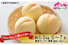 桃 2025年 先行予約 8月の旬な 白桃 をお届け！約1.5kg 5～7玉 糖度センサー選果 糖度12度以上 もも モモ 岡山県 赤磐市産 国産 フルーツ 果物 ギフト あみかフルーツ