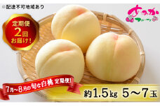 桃 定期便 2025年 先行予約 7月～8月 の旬な 白桃 定期便！約1.5kg 5～7玉 2回お届け！ もも モモ 岡山県 赤磐市産 国産 フルーツ 果物 ギフト あみかフルーツ
