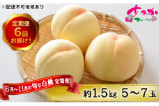 桃 定期便 2025年 先行予約 6月～11月 の旬な 白桃 定期便！約1.5kg 5～7玉 6回お届け！ もも モモ 岡山県 赤磐市産 国産 フルーツ 果物 ギフト あみかフルーツ
