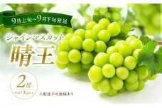 ぶどう 2025年 先行予約 シャイン マスカット 晴王 2房 合計1.3kg以上 2025年9月上旬～9月下旬発送分 ブドウ 葡萄 岡山県 赤磐市産 国産 フルーツ 果物 ギフト 赤坂青空市