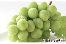 早期受付 シャイン マスカット 1房（650g以上）  桃茂実苑