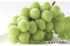 早期受付 シャイン マスカット 2房（1房650g以上） 桃茂実苑