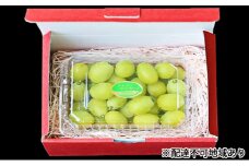 早期受付 シャイン マスカット 1パック（750g以上）  桃茂実苑