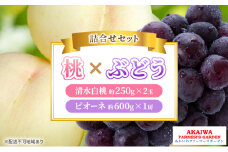 桃 ぶどう 詰合せ 2025年 先行予約 清水 白桃 2玉（1玉250g以上） ニュー ピオーネ 1房 約600g 岡山県 赤磐市産 フルーツ 果物 あかいわファーマーズガーデン
