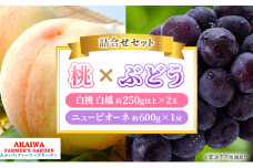 桃 ぶどう 詰合せ 2025年 先行予約 白桃 白鳳 2玉（1玉250g以上） ニュー ピオーネ 1房 約600g 岡山県 赤磐市産 フルーツ 果物 あかいわファーマーズガーデン