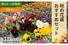 秋 の 花苗 おすすめ セット 24ポット(10月下旬～1月発送) ガーデニング 園芸 お花 花 フラワー 