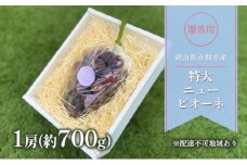 ぶどう 2025年 先行予約 贈答用 特大 ニューピオーネ 1房(約700g) ブドウ 葡萄 岡山県 赤磐市産 フルーツ 果物 ギフト