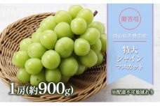 ぶどう 2025年 先行予約 贈答用 特大 シャインマスカット 1房(約900g) ブドウ 葡萄 岡山県 赤磐市産 フルーツ 果物 ギフト