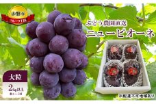 ぶどう 2025年 先行予約 ぶどう農園直送 朝採れ ニューピオーネ 大粒 2kg以上(約4～5房) ブドウ 葡萄 岡山県 赤磐市産 フルーツ 果物 ギフト