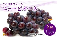 ぶどう 2025年 先行予約 ニューピオーネ２房入り 合計1.0kg以上 岡山県 赤磐市 ブドウ 葡萄 果物 フルーツ