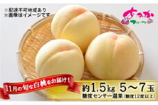 桃 2025年 先行予約 11月の旬な 白桃 冬桃 をお届け！約1.5kg 5～7玉 糖度センサー選果 糖度12度以上 もも モモ 岡山県 赤磐市産 国産 フルーツ 果物 ギフト あみかフルーツ　岡山 旬の桃 少し小ぶり