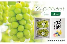 ぶどう 2025年 先行予約 シャインマスカット 2房入り 約1.2kg 岡山県 赤磐市 ブドウ 葡萄 果物 フルーツ