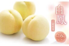 桃 2025年 数量限定 白桃 白鳳 約1.6kg 6～8玉 ご家庭用 フルーツ 果物 岡山 赤磐市産