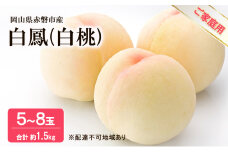桃 2025年 先行予約 白桃 白鳳 約1.5kg 5～8玉 ご家庭用 フルーツ 果物 岡山 赤磐市産