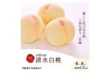 桃 2026年 先行予約 清水白桃 6～8玉 約1.5kg 化粧箱入り 岡山県 赤磐市産 果物 フルーツ 白桃 もも モモ
