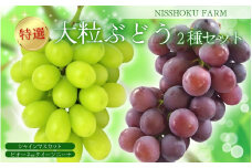 特選 大粒！ ぶどう２種セット（シャインマスカット入り）岡山 NISSHOKU FARM / ぶどう 詰め合わせ ブドウ 葡萄 シャインマスカット ピオーネ クイーンニーナ 先行予約 フルーツ 果物 特選 大粒サイズ 真庭市 