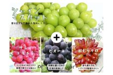 【産地直送】岡山県産ぶどう詰合せ１．２ｋｇ（シャインマスカット＋旬ぶどう） 【2025年先行予約】 / 岡山 真庭 シャインマスカット 食べ比べ 葡萄 ブドウ ぶどう 贈答 新鮮 果物 フルーツ 人気 数量限定 ピオーネ 紅ピッテロ サニードルチェ  ギフト ぶどう専門 林ファミリー (2025年9月～発送予定)