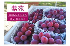 KF-B046-02【きよとうファーム】特選品 紫苑 3～5房/計2.4kg~ (岡山県産) / ぶどう ブドウ 葡萄 先行予約 フルーツ 果物 真庭市 フルーツ王国 きよとう果樹園
