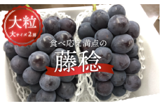 KF-B056-02【きよとうファーム】大粒の藤稔 特大２房 / 計1.3kg～ (岡山県産) / ふじみのり 藤みのり ぶどう ブドウ 葡萄 先行予約 フルーツ 果物 真庭市 フルーツ王国 きよとう果樹園