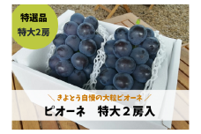 KF-B006-02【きよとうファーム】特選 種なしピオーネ２房入/計1.3kg~ (岡山県産)