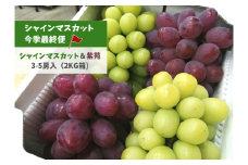 KF-B026【きよとうファーム】シャインマスカット＆紫苑 3-5房/計2.0kg~ (岡山県産)